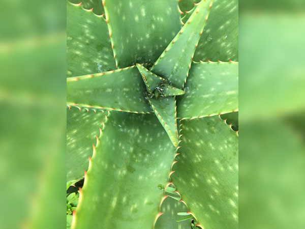 Array