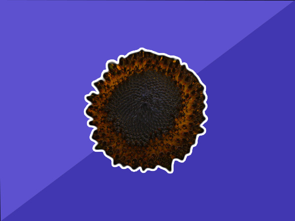 Array