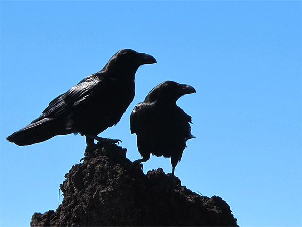 What does it mean when you see three black crows