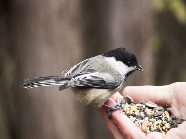 The Benefits of Bird Feeding