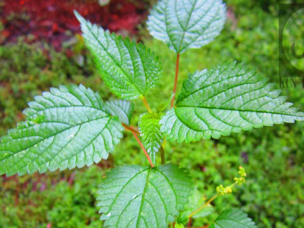 5 Amazing Benefits Of Nettle Leaves For Skin Hair Boldsky Com