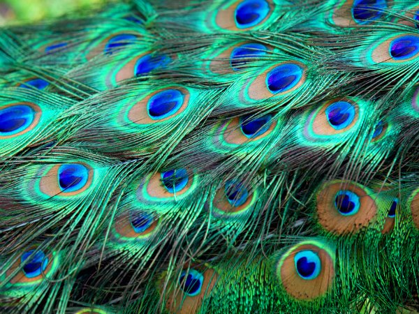Array
