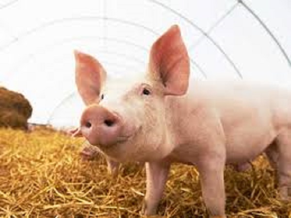 ilustrasi babi