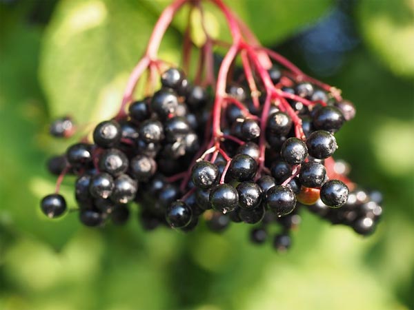 Is Consuming Elderberry Safe For Pregnant Women Boldsky Com
