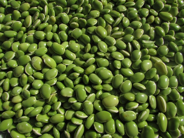Panaimaram