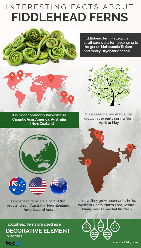 Fiddlehead Ferns Types, Health Benefits & Risks