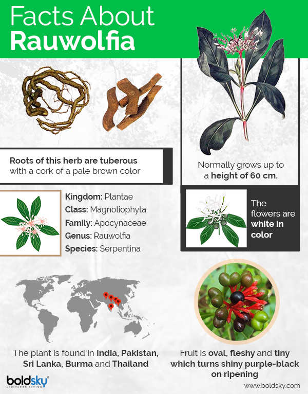 Health Benefits Of Rauwolfia Serpentina Boldsky Com