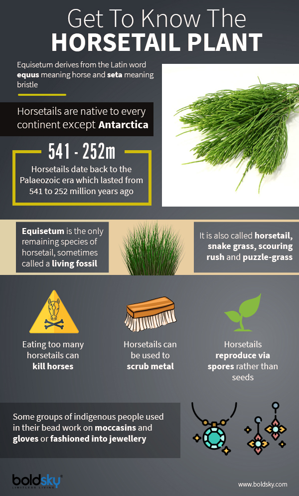 Lesser Known Benefits Of Horsetail For Health, Hair & Skin