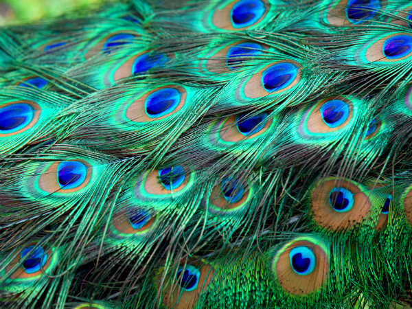 Array
