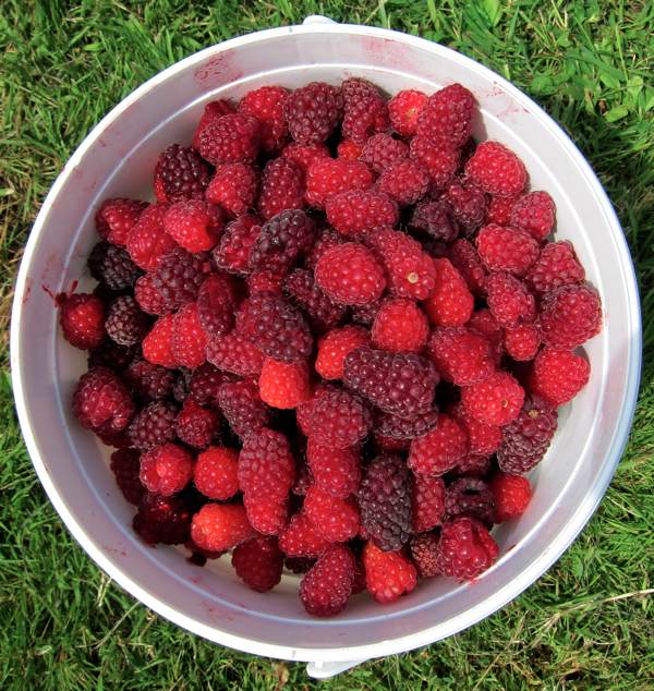Loganberry Loganberry