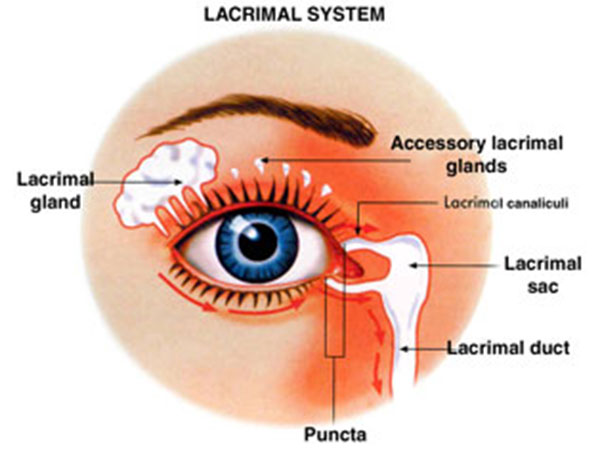 What are the most common reasons for watery eyes?. Holy water eye drops. святая вода в глаза. Eye watering перевод. Eye watering перевод.