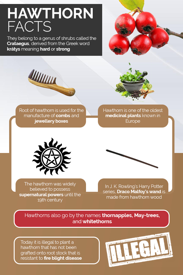 11 Lesser Known Health Benefits Of Hawthorn, The Heart Herb