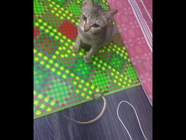 Array