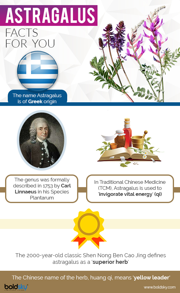 10 Proven Health Benefits Of The Ancient Root, Astragalus