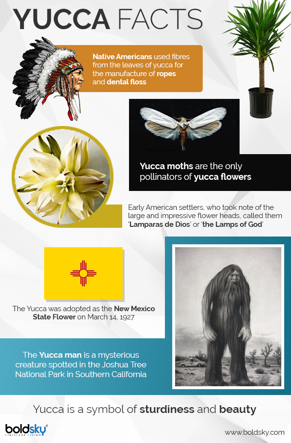 Izote Flower Health Benefits Home Mybios