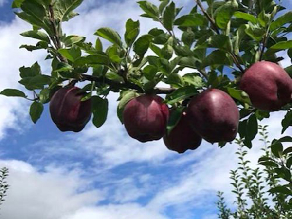 Everything About Black Diamond Apples Boldsky Com