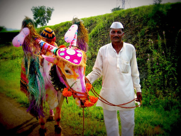 Bail Pola Festival 2020: Significance And How It Is Celebrated ...