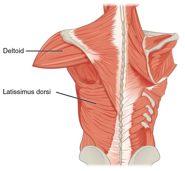 8 Best Exercises & Stretches To Strengthen Your Lats (Latissimus Dorsi