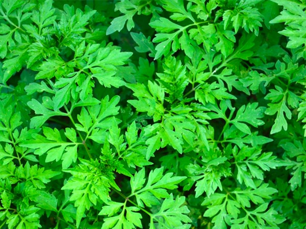 Mugwort: Health Benefits, Uses And Side Effects - Boldsky.com