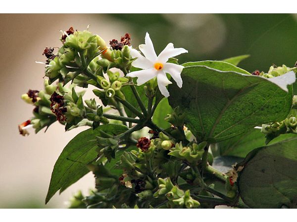 Parijat Nyctanthes Arbor Tristis Or Shiuli 8 Lesser Known Health Benefits Uses Boldsky Com