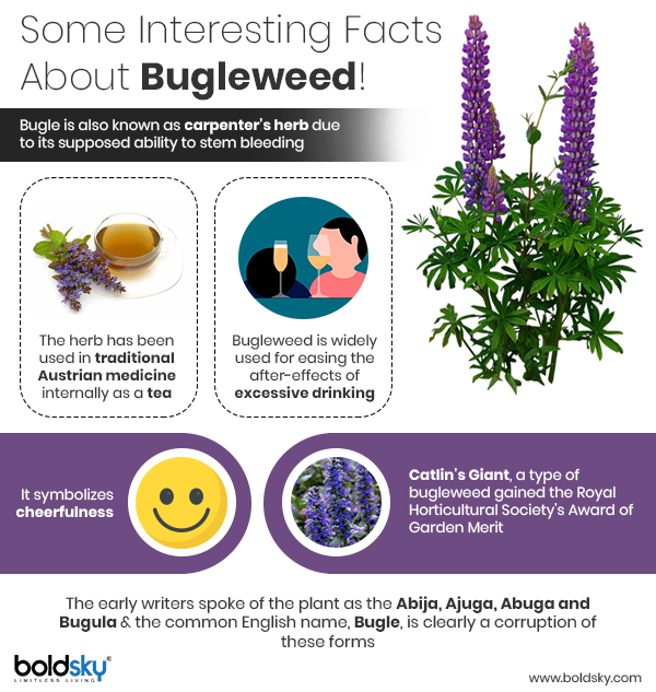 7 Sciencebacked Health Benefits And Side Effects Of Bugleweed