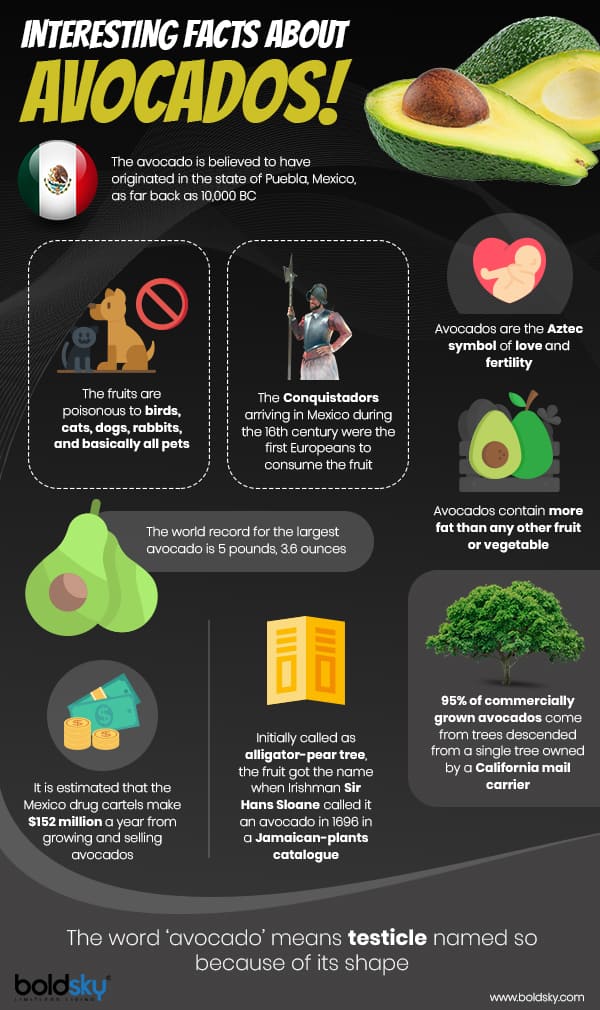 Avocado For Weight Loss: Check Out How The Fruit Help Promote Healthy Weight Management