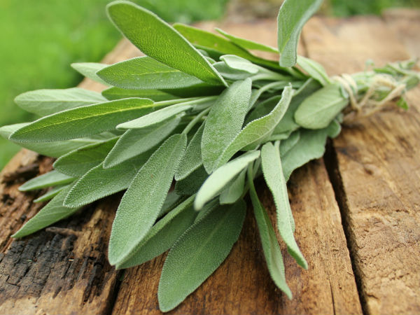 Sage