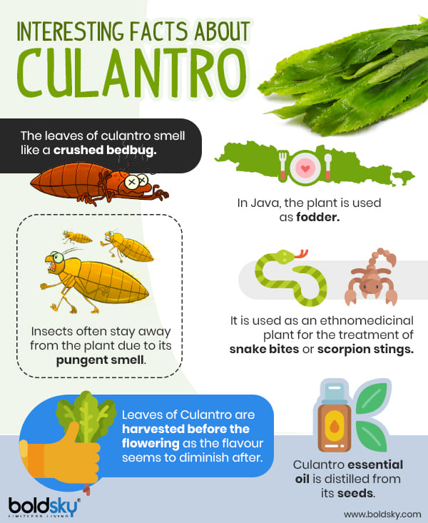 What Is Culantro? Health Benefits, Side Effects And Recipes - Boldsky.com
