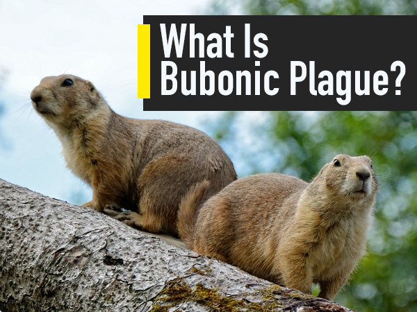 What Is Bubonic Plague: Signs And Symptoms, Causes, Treatment And ...