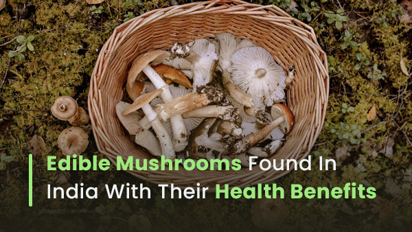 Types Of Edible Mushrooms Found In India With Their Health Benefits
