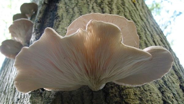 Types Of Edible Mushrooms Found In India With Their Health Benefits