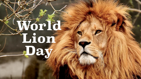 speech on world lion day