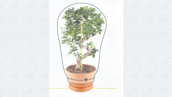 How To Take Care Of House Plants How To Take Care Of House Plants
