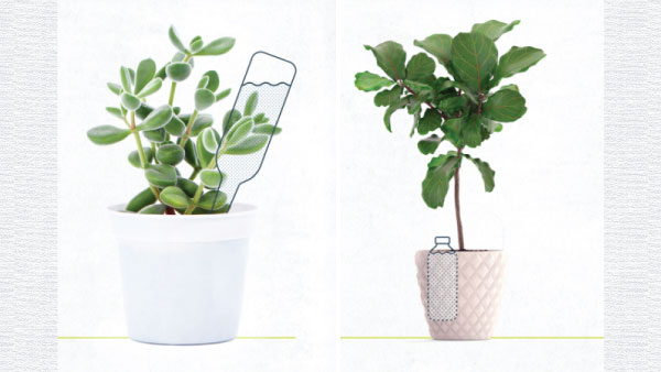 How To Take Care Of House Plants How To Take Care Of House Plants