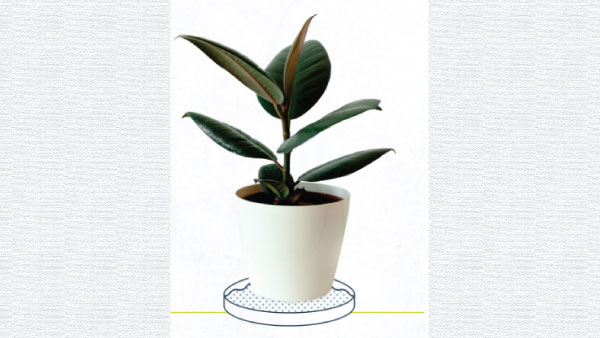 How To Take Care Of House Plants How To Take Care Of House Plants