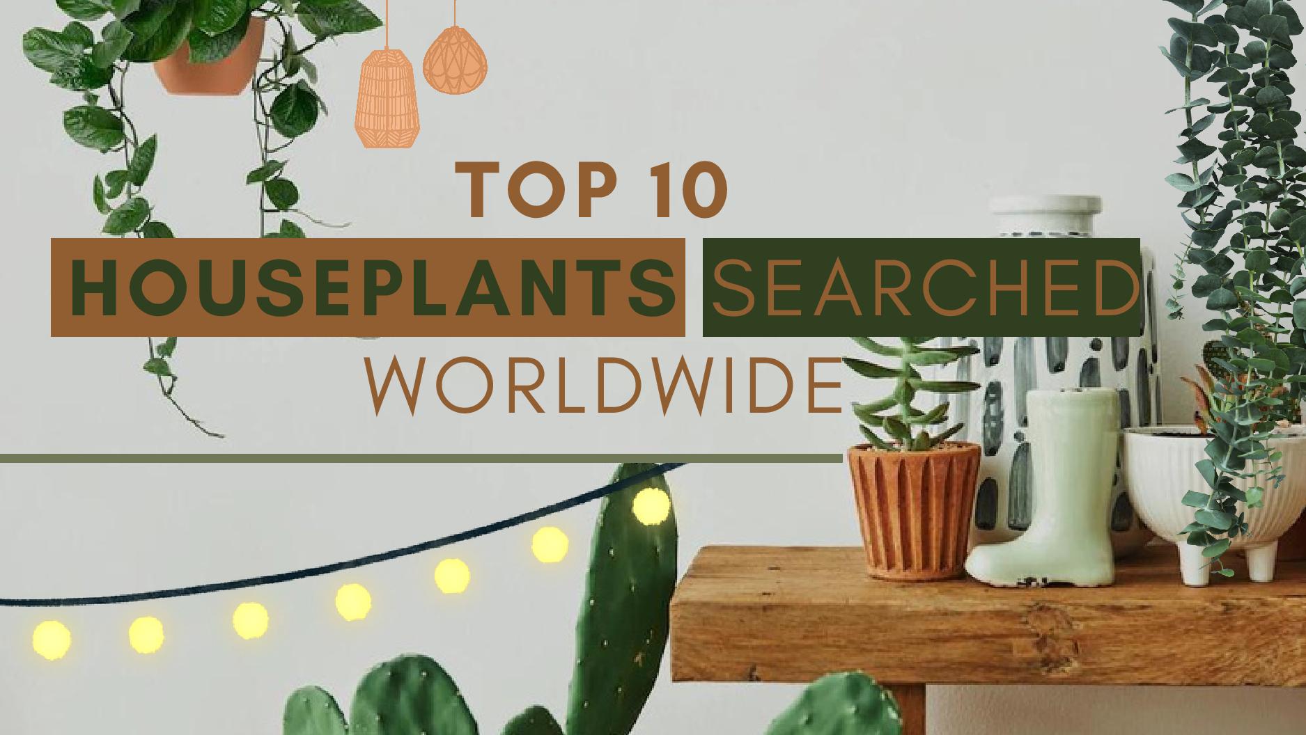 Google Lens Year In Search 2022 Top 10 Houseplants Searched Worldwide