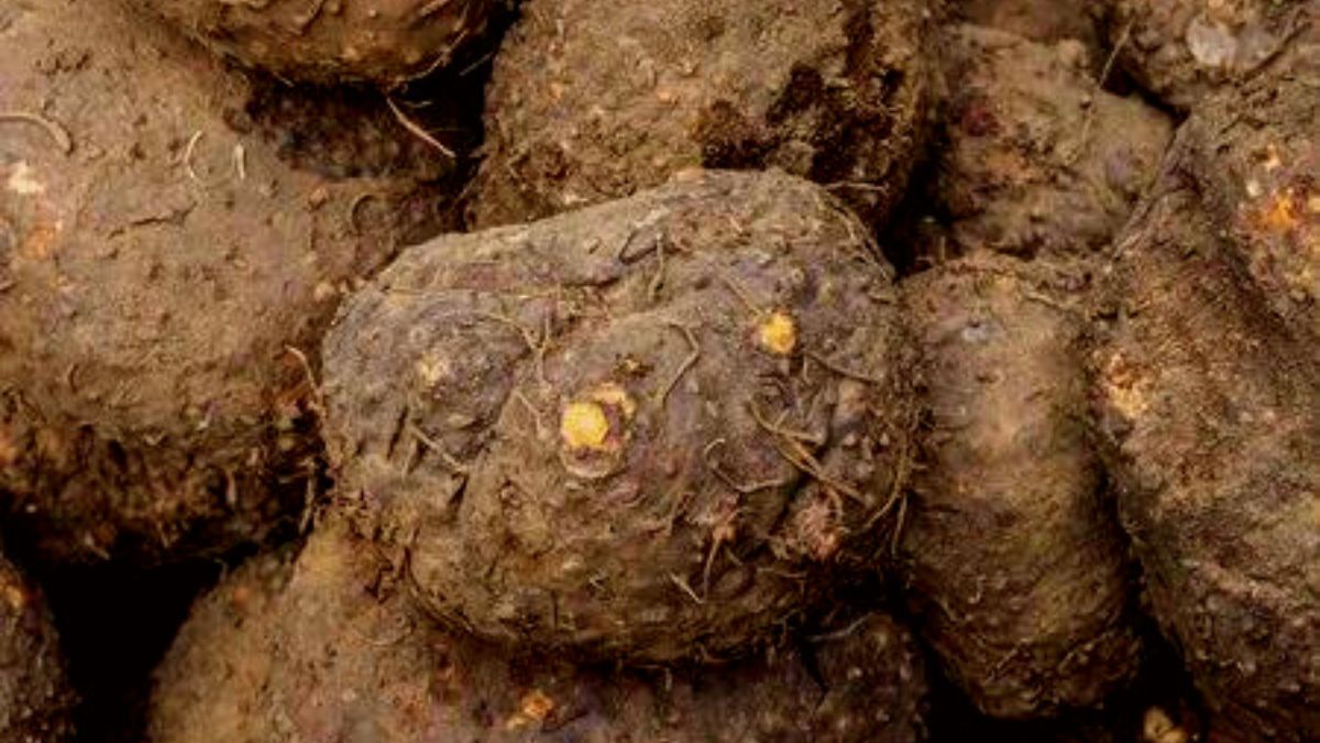 Amazing Health Benefits Of Elephant Foot Yam Is It Safe For Pregnant