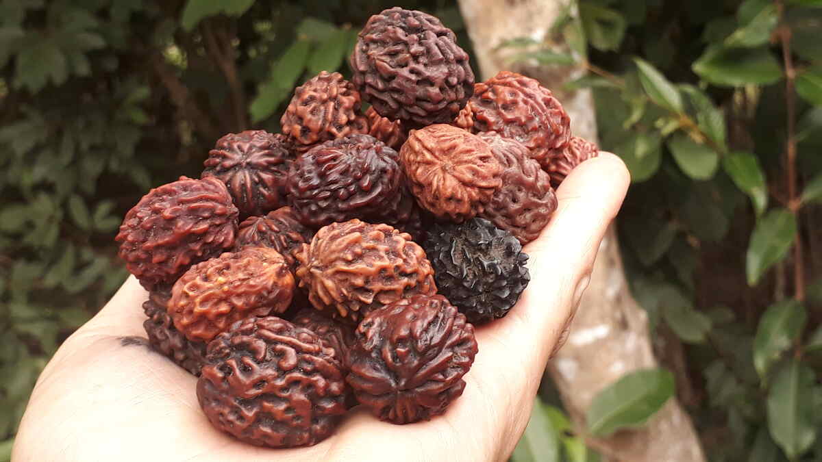 Eleven Faced ( Ekadash Mukhi ) Rudraksha Benefits, Legend, How To Wear