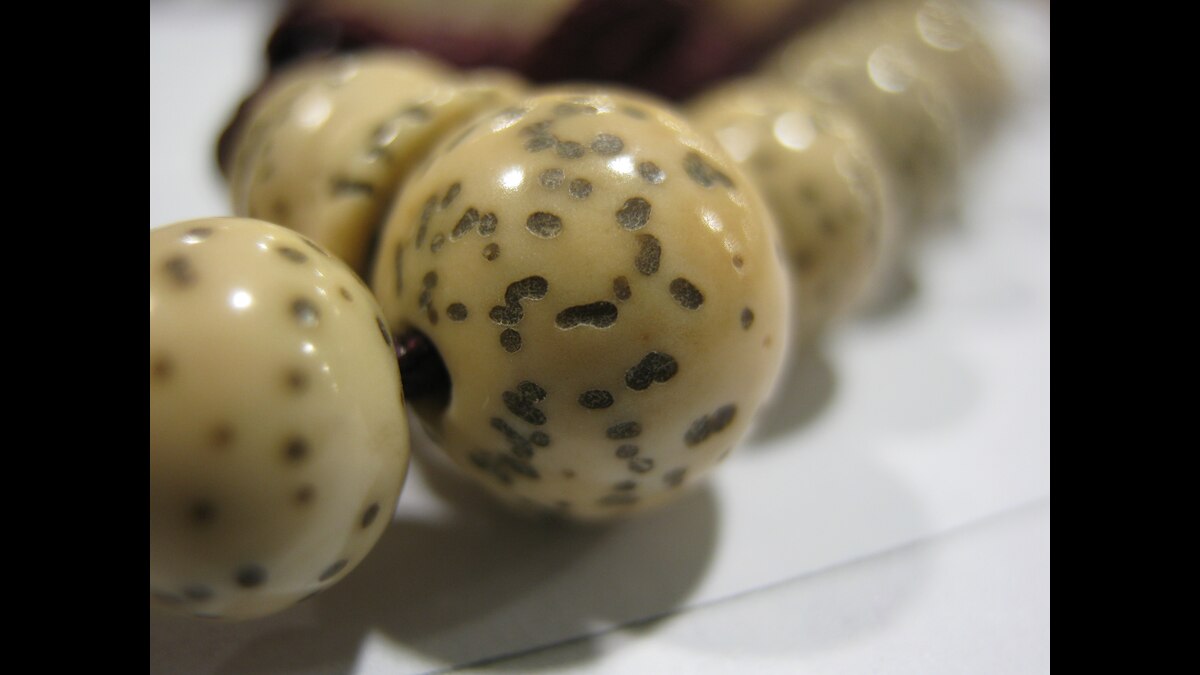 Kamal Gatta Or Lotus Seeds Mala Properties, Benefits, And Chanting