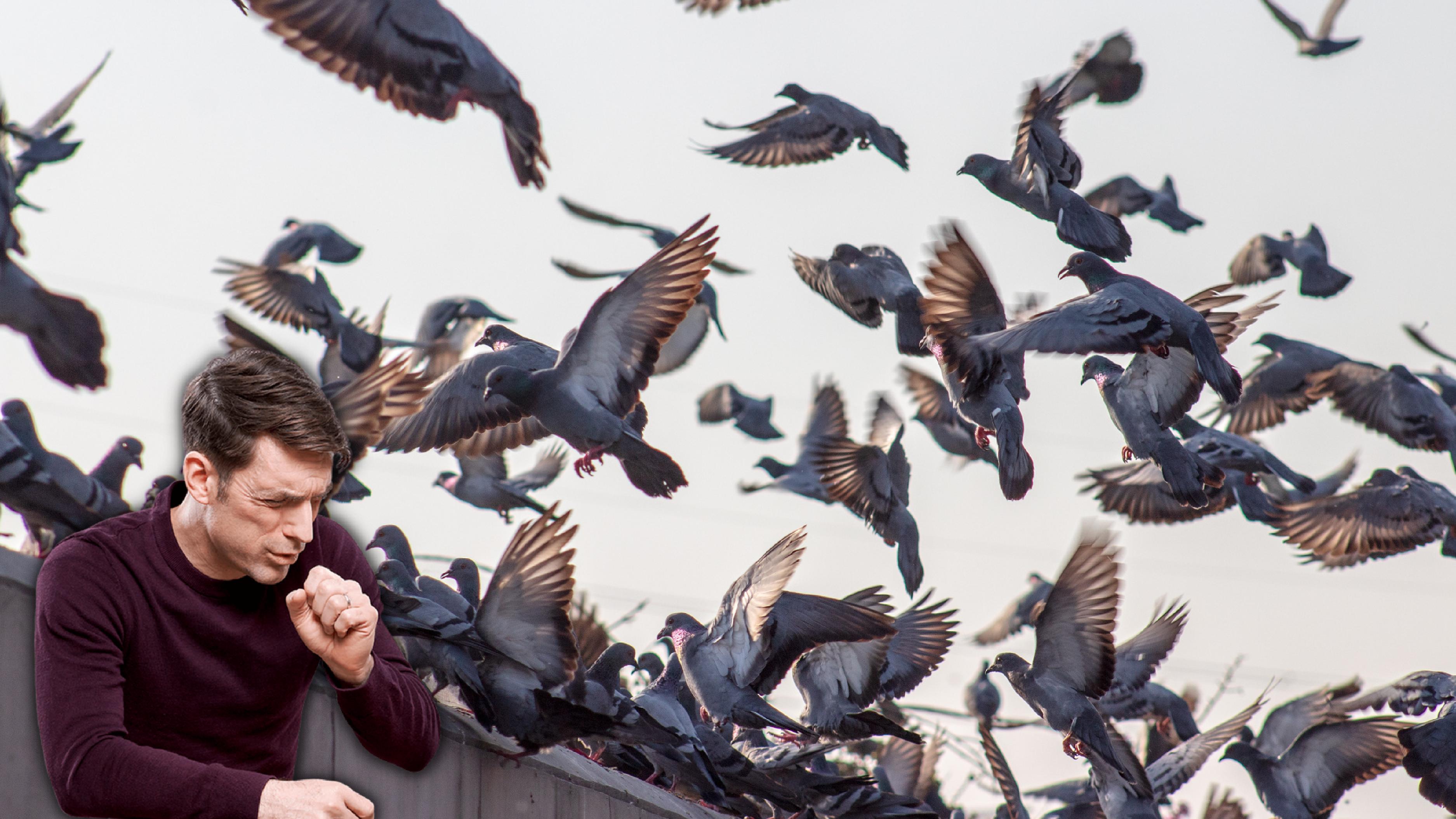 Pigeon Poop Can Lead To Health Hazards In Asthma Patients In Bengaluru