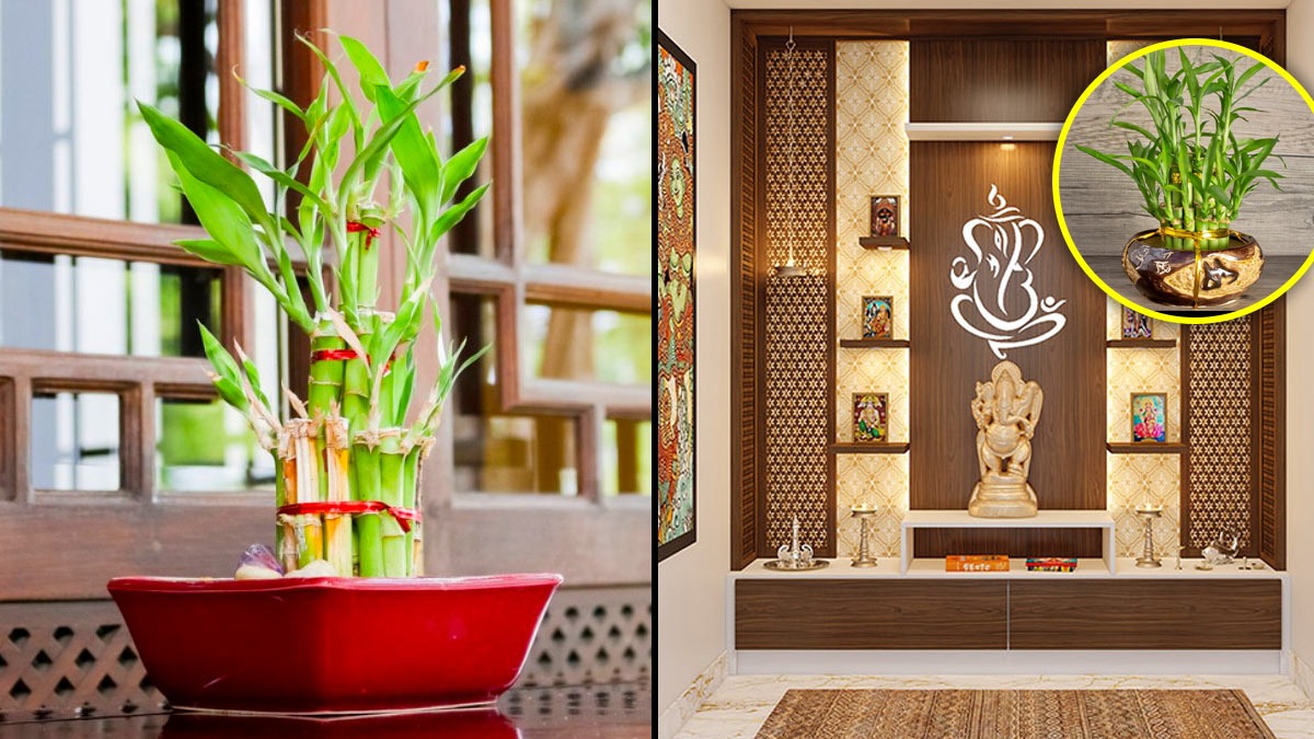 Vastu Shastra Where To Place The Lucky Bamboo To Enhance Your Luck