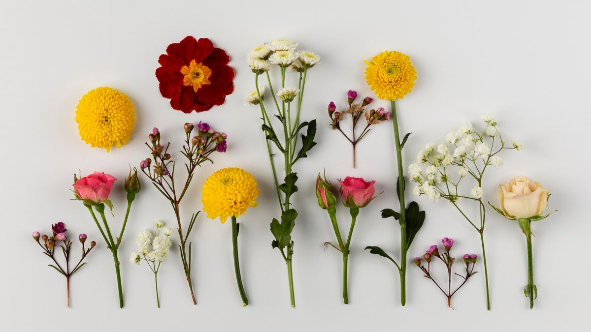 5 Indian Flowers You Can Apply On Your Face And How To Use Them