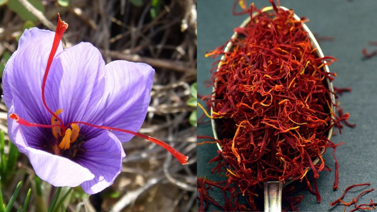 Saffron for Weight Loss The Luxurious Spice with Hidden Health