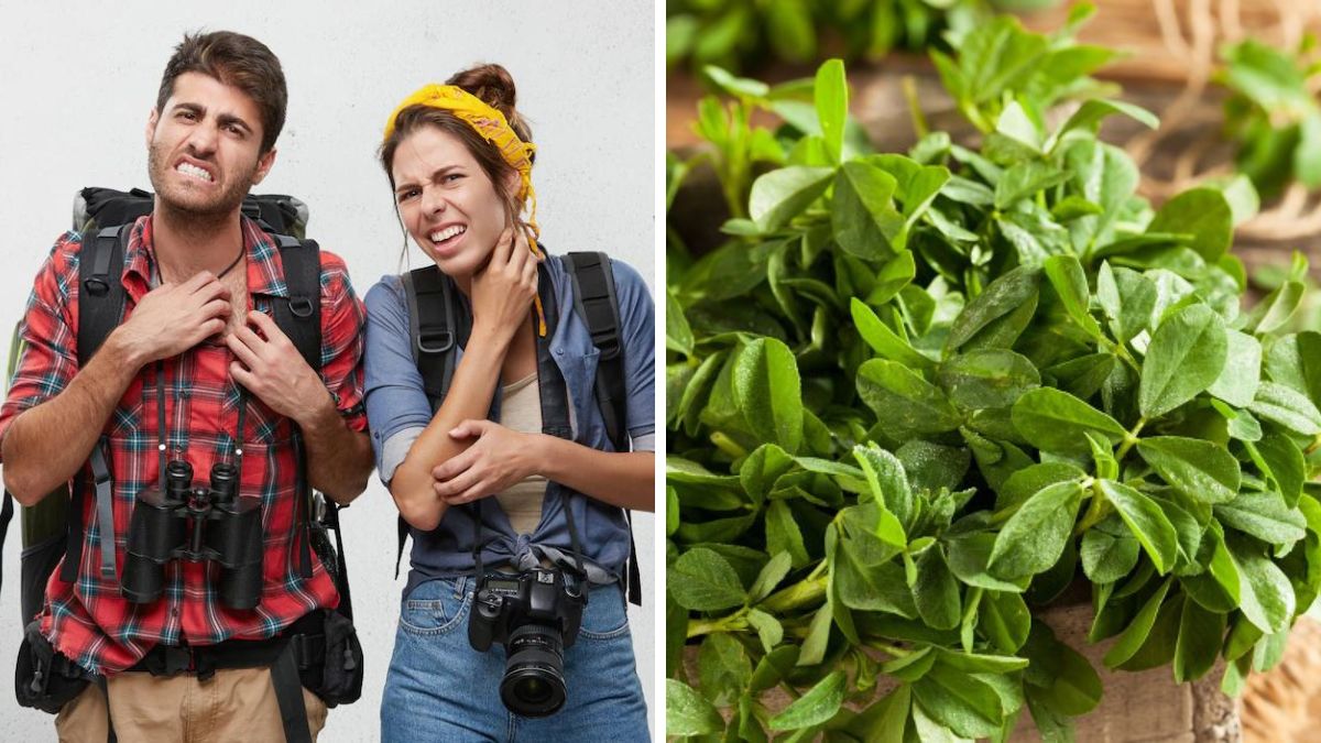 Fenugreek Leaves For Dengue Can The Leaves Treat Dengue Fever Symptoms?