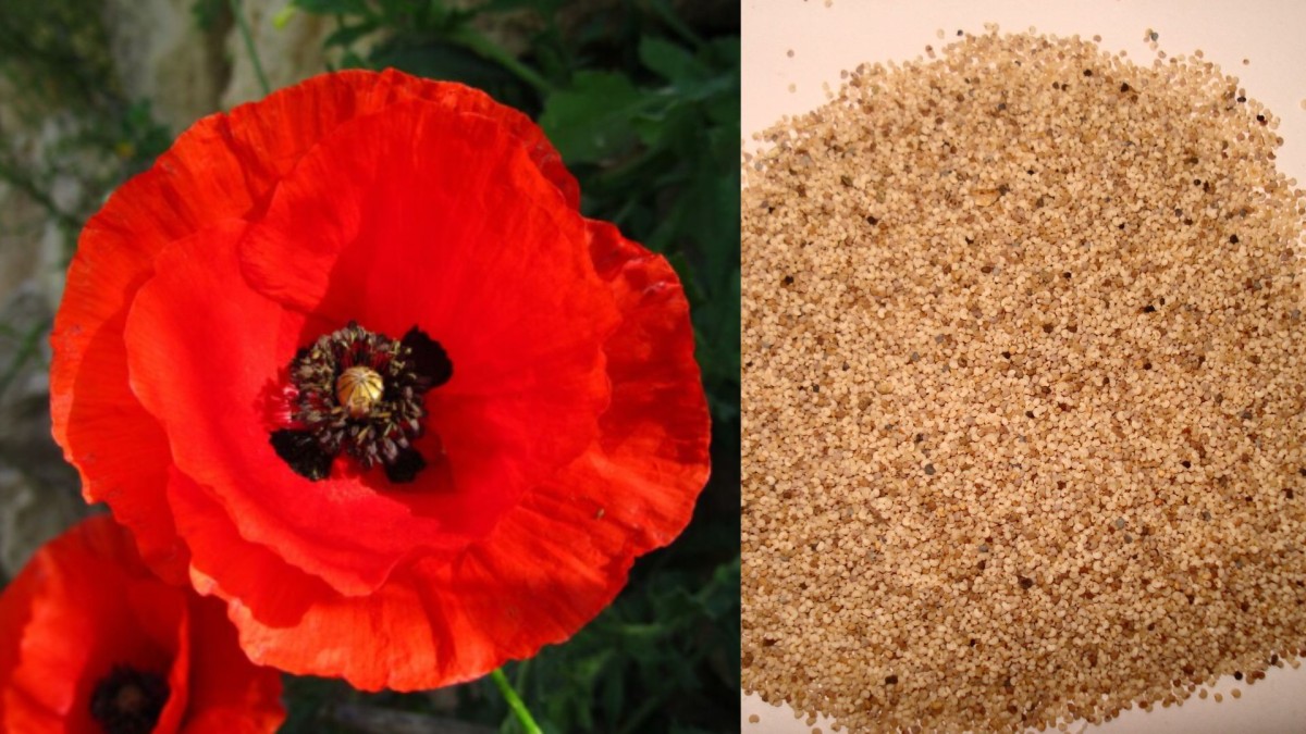 Five Benefits Of Consuming Poppy Seeds (Khus Khus) In Summer, Know Why