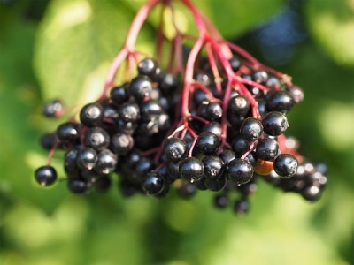 Is Consuming Elderberry Safe For Pregnant Women Boldsky Com