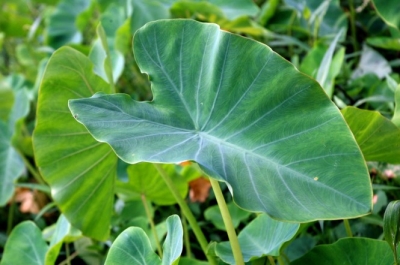 Colocasia Leaves Taro Leaves Nutrition Health Benefits How To Eat Boldsky Com