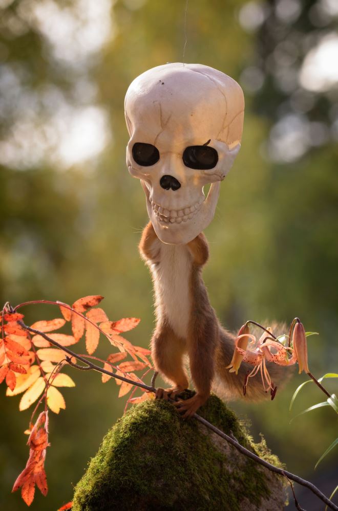 This Is How Squirrels Celebrate Halloween Boldsky