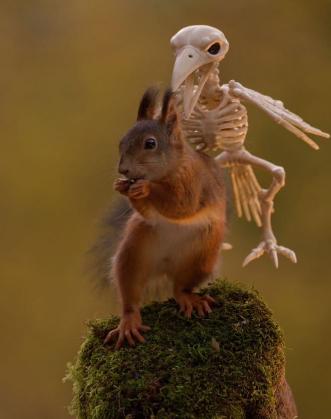 This Is How Squirrels Celebrate Halloween Boldsky